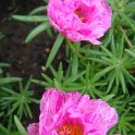 Portulaca grandiflora 'Margarita Peppermint'